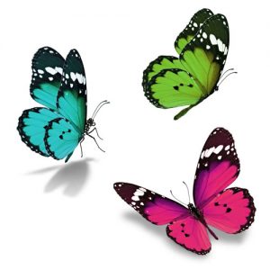 Three colourful butterflies