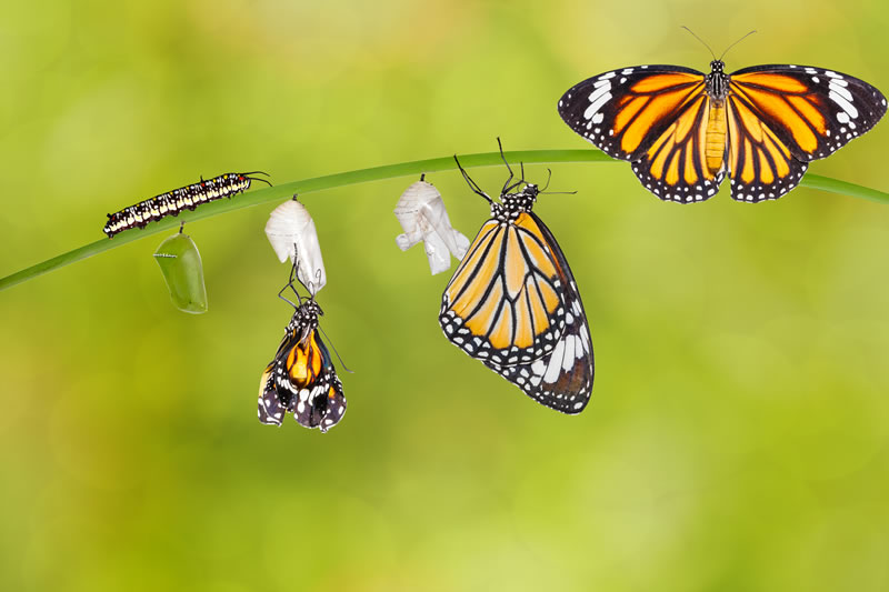 Save Download Preview Transformation of common tiger butterfly emerging from cocoon on twig